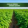 Sonal Green Leaves Cholai Seeds Sonal Green Leaves Cholai Seeds