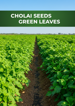 Sonal Green Leaves Cholai Seeds Sonal Green Leaves Cholai Seeds