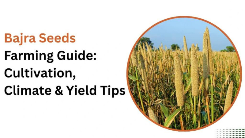 Bajra Seeds Farming Guide: Cultivation, Climate & Yield Tips Bajra Seeds Farming Guide: Cultivation, Climate & Yield Tips