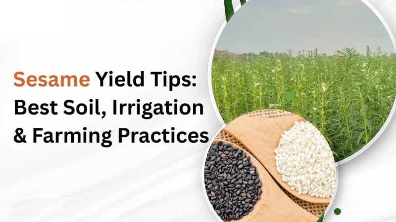 Sesame Yield Tips: Best Soil, Irrigation & Farming Practices Sesame Yield Tips: Best Soil, Irrigation & Farming Practices