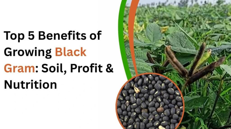 Top 5 Benefits of Growing Black Gram: Soil, Profit & Nutrition Top 5 Benefits of Growing Black Gram: Soil, Profit & Nutrition