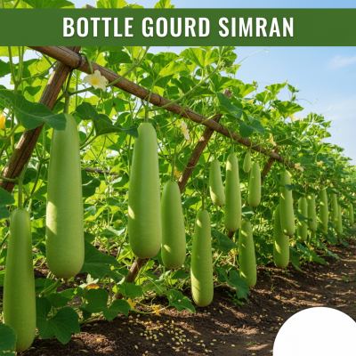 Bottle Gourd (Lauki)