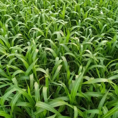 Bajra Fodder Seeds