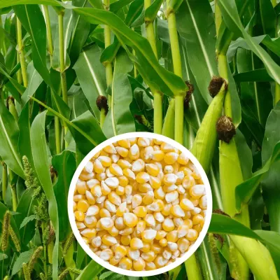 Maize (Corn)