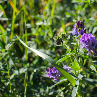 Lucerne Seeds (Ek Saali)