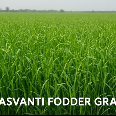 Rasvanti Grass