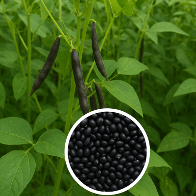 Black Gram (Urad)