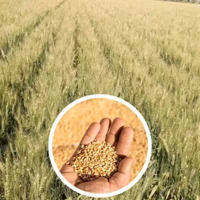 Wheat