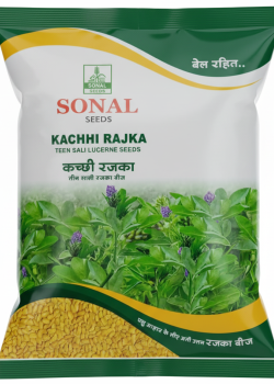 Sonal Kachhi Rajka Teen Sali Lucerne Seeds