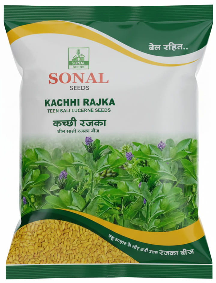 Sonal Kachhi Rajka Teen Sali Lucerne Seeds Sonal Kachhi Rajka Teen Sali Lucerne Seeds